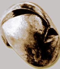 vitellius Vitellius